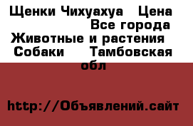 Щенки Чихуахуа › Цена ­ 12000-15000 - Все города Животные и растения » Собаки   . Тамбовская обл.